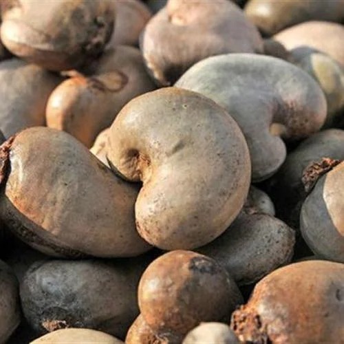 Raw Cashew Nuts - Premium Grade, Optimum Quality | Organic, Food Grade, Brown Color, Dried Processing, 12 Months Shelf Life