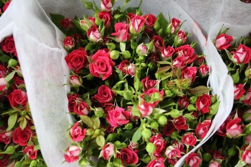 Fresh Red Rose - Fresh Flowers, Reddish Pink Color, Flower Size: All | Freshness, Natural Fragrance for Decoration and Gifting