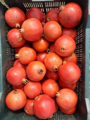 Fresh Pomegranates - Organic, Round Shape, Sweet Red Color | Cold Stored in Nutrient-Rich Box Packaging