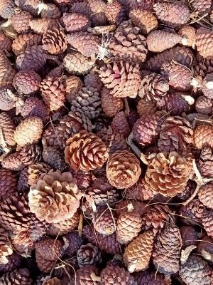 Dried Pine Cone - Breed: Forest Products