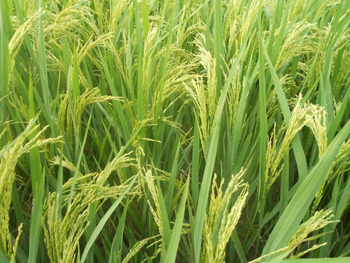 Paddy Seeds - Color: Green