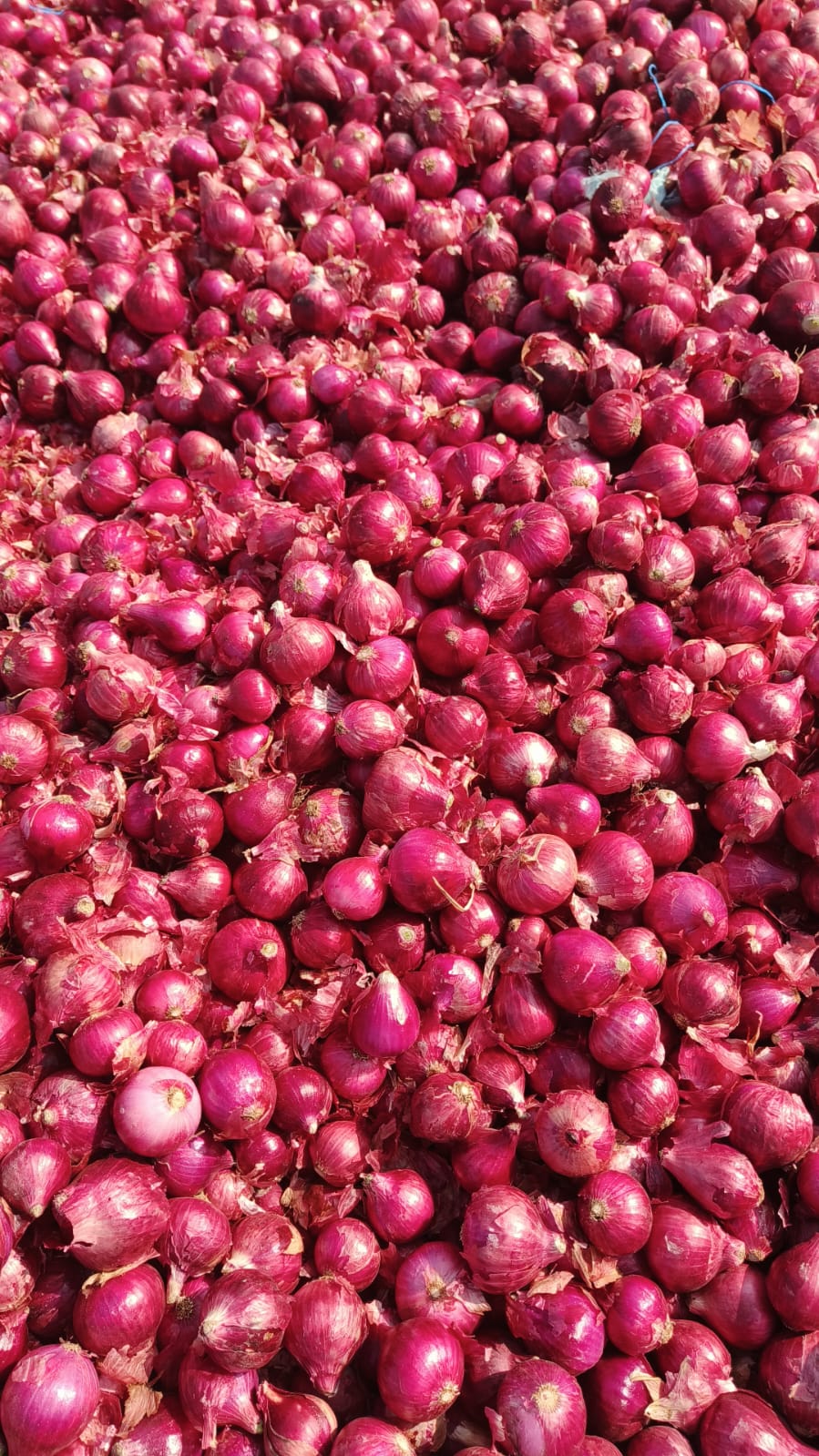 Red Onion
