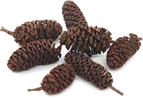 Birch Cone Pine