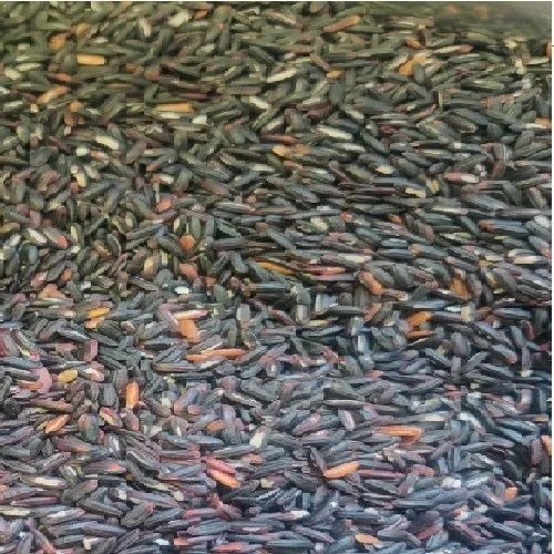 Black Sticky Rice - 50 kg PP Bag, Partially Polished | Organic, Dried Long Grain Rice with 100% Purity, Rich Black Color