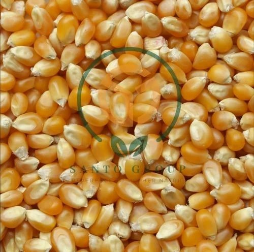 Yellow Maize Seeds - Whole Form High in Protein | 100% Purity Food Grade Natural Cultivation