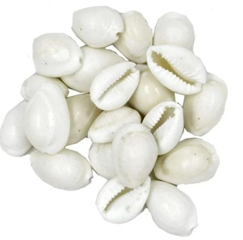 White Kodi Shell - Glossy Finish, Medium Round Size in White | Easy to Clean, 10 Pieces Ideal for Temple Usage