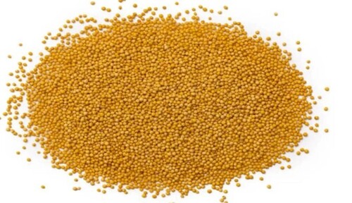 Yellow Mustard Seeds - Organic Variety-T 151, Grade A, 100% Purity, 1-Year Shelf Life