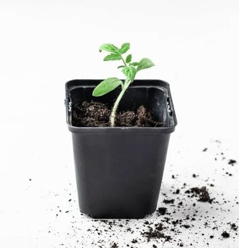 Vermicompost Organic Fertilizer - 5 kg Powder, Brown Color, 100% Pure Organic for All Crops