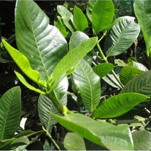 curry leaves