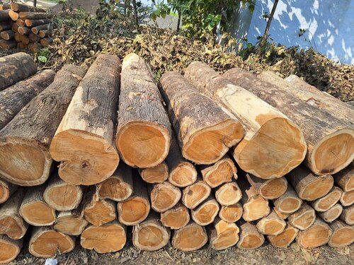 Indian Teak Wood - Density: Na