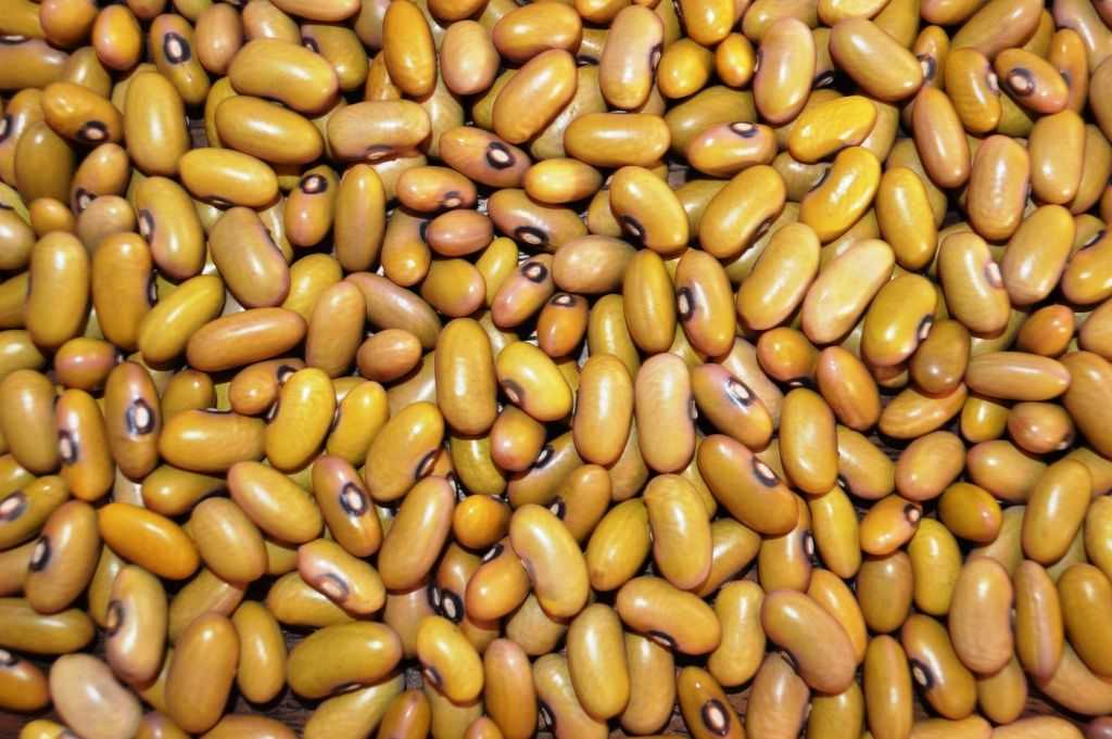 Yellow Kidney Beans