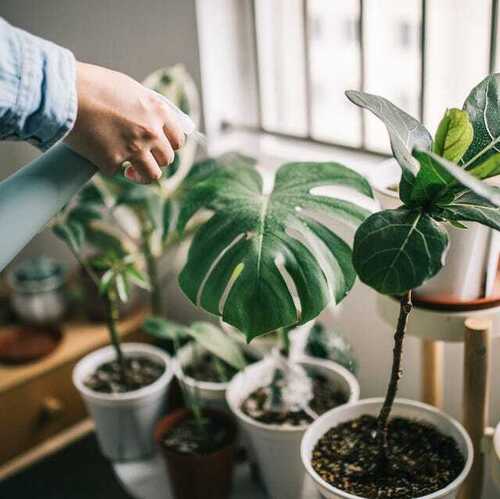 Indoor Plant - Type: Fresh Flowers