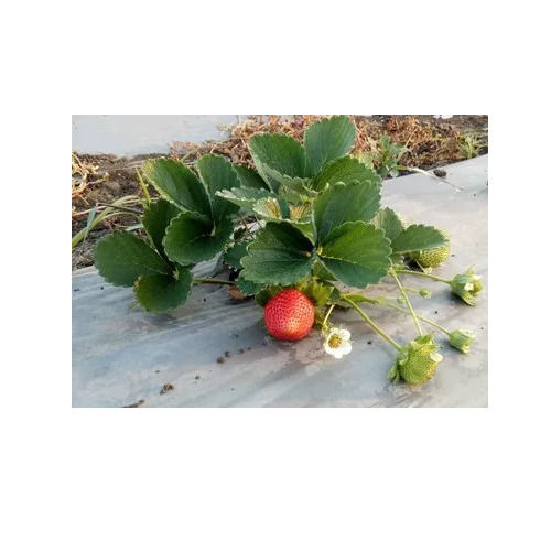 Strawberry Plant