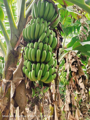 Cavendish Bananas - Organic A Grade Green Color Variety Bananas | Naturally Grown Cultivated in India