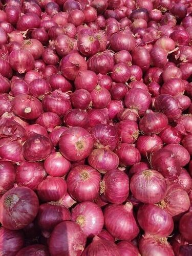 Fresh Onion