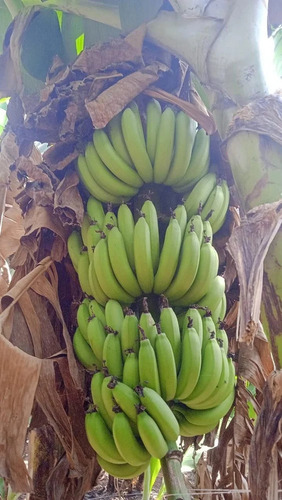 G9 Raw Banana - Organic A Grade Green Color G9 Variety | Cultivation Type: Organic Type: Bananas