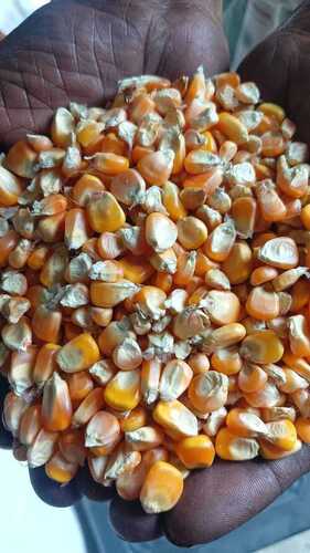 Maize Seed