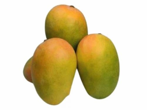 Kesar Mango - 3.0 KG Organic Green Fruit | 99% Purity, A Grade Quality, Ideal for Indian Cuisine, Shelf Life of 15 Days