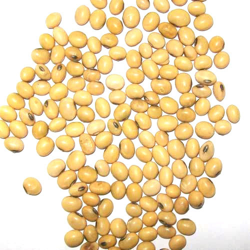 Brinjal Seeds - Hybrid 1, Purity 100%, Shelf Life 3 Months | Resistant to Common Diseases, Adaptable to Diverse Climates, Uniform-sized High-yield Vegetables