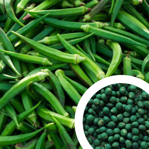 Okra Seeds - Hybrid Variety, Green Color, 100% Purity | Adaptable to Various Soil Types, Supports High-Yield Cultivation Cycles, Thrives in Tropical Climates