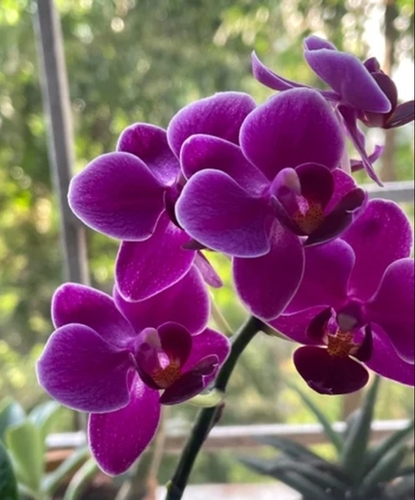 Phalaenopsis Orchid Flower Plant - 8 Inch, Purple Flower | Epiphytic Orchid with Spotted Blooms, Vibrant Colors, Long-Lasting, Low Maintenance, Sun-Loving