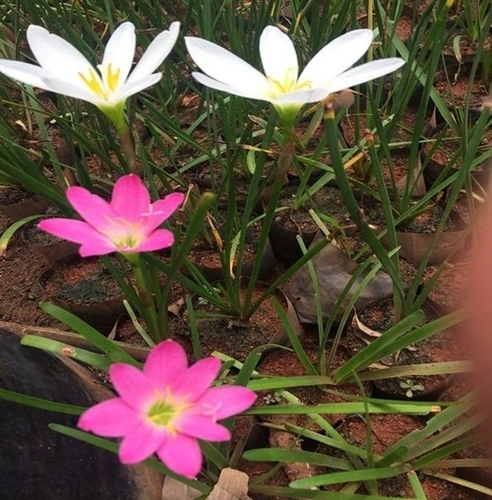 Pink Rain Lilly - 5 cm Bulbous Perennial | Vibrant Pink Flowers, Hardy Plant, Low Maintenance, Drought Tolerant, Fragrant Scent, Clumping Growth, Sun-Loving