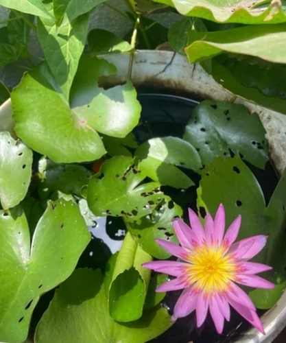 Purple Joy Water Lily Plant - 4 Inch Size Purple Blooms | Floating Leaves Fragrant Flowers Pond-Friendly Hardy Perennialð¸