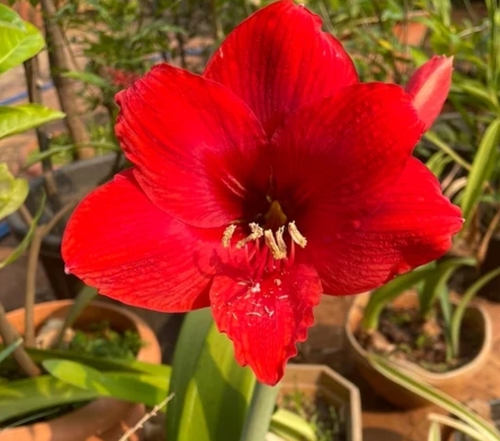 Red Amaryllis Belladonna Lily Plant - 3.9 Inch Size Striking Red Flowers | Fragrant Blooms Autumn Flowering Hardy & Low Maintenance Perennial
