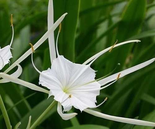 Spider Water Lily Plant - 6 Inch Bulbous Perennial | Vibrant White Flowers, Fragrant Scent, Hardy & Low Maintenance, Clumping Growth, Drought Tolerant, Sun-Loving