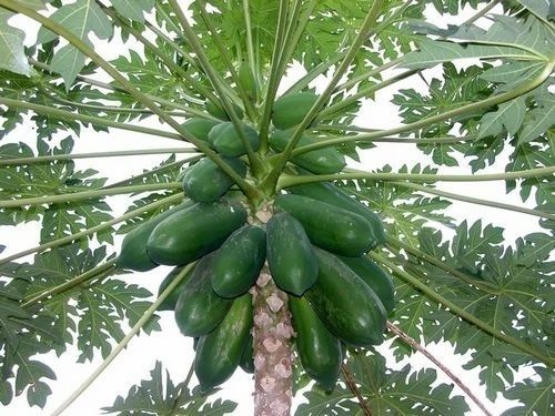 Raw Papaya Fruit