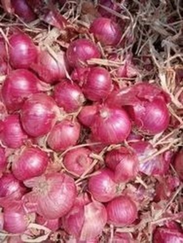 Fresh Garva Onion