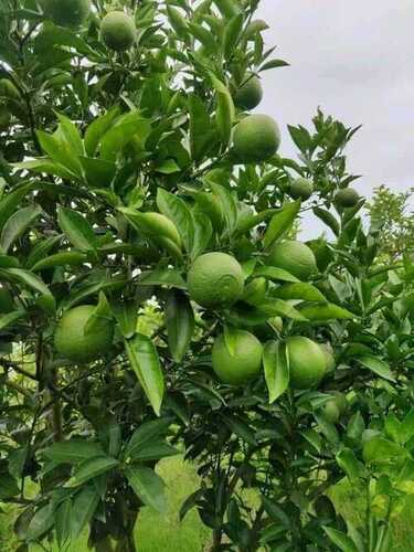 Lemon Tree - Color: Green