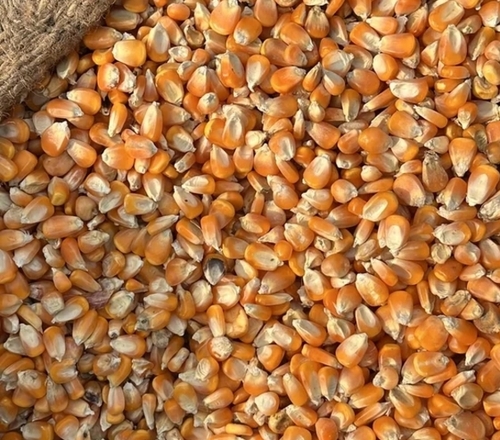 Maize For Cattle Feed - Organic Granules, Yellowish Color, 24 Months Shelf Life | High Energy, Starch-Rich, Nutrient-Dense, Growth-Promoting Feed