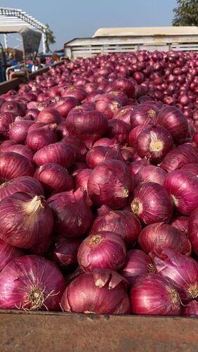 Nasik Red Fresh Onion - Style: Seasoned