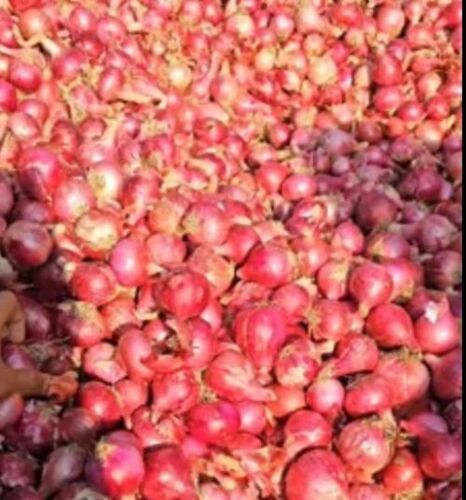 Onion - Raw | Pungent Aroma, Crisp Texture, Rich Flavor, Nutrient-Dense, Antioxidant Properties, Natural Sweetness, High in Fiber, Low-Calorie, Anti-Inflammatory Benefits