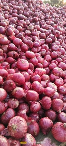 Pune Red Onion - 50 kg Gunny Bag & Plastic Bag, 40 mm Round A Grade Chopped Red Onions with 8 Month Shelf Life | Ideal for Human Consumption