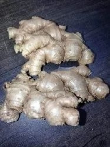 A Grade Rigodi Ginger
