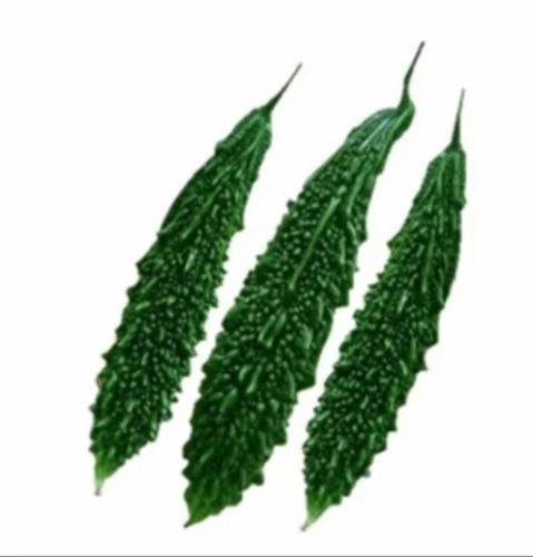 Bittergourd-F1 Sandesh Seeds - Hybrid Pouch Pack, 50g Size , Green Color, 70-75 Days Maturity, 20-25 cm Fruit Length, 65-120 gm Fruit Weight, 100% Purity