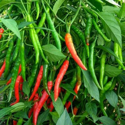 Chilli F1 Richa Seeds - Hybrid Poly Pouch Pack 10g | Green Fruit 9-10cm, Slightly Wrinkled, 100% Purity, Natural Cultivation, Grade A