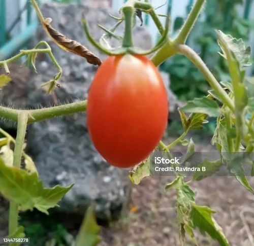 Fresh Tomatoes