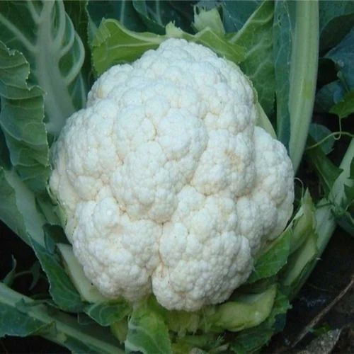 Hybrid Cauliflower Super White Seeds - 500 gm PP Bag, Pet Friendly, High Germination Rate, Full Sun Cultivation