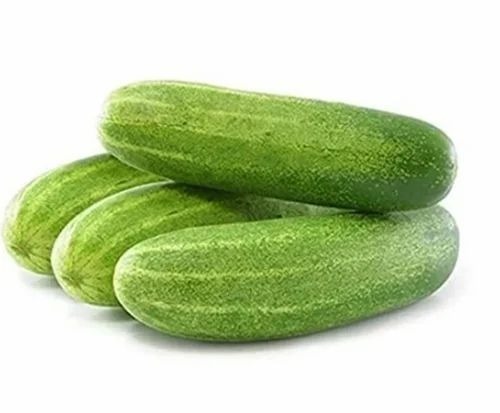 Hybrid Cucumber Diksha Seed - 250 g Size, 20 cm Length, 5 cm Diameter | Green Color, 48-55 Days Maturity, 100% Purity, Natural Cultivation