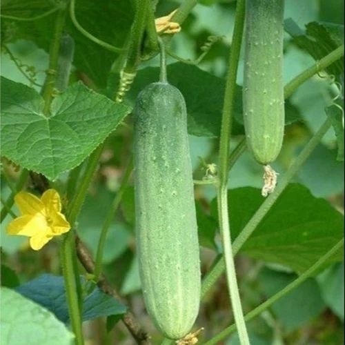 Hybrid Cucumber Seed - 1 Kg Green Organic Variety, 100% Purity, Natural Cultivation, Grade A