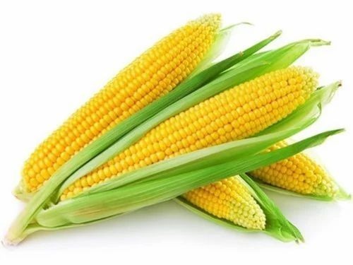 Maize Hybrid Seed - 1 Kg, Yellow Color, 11 Mm Length | Natural Cultivation, 100% Purity, Grade A, Hybrid Variety, Vegetable Seeds