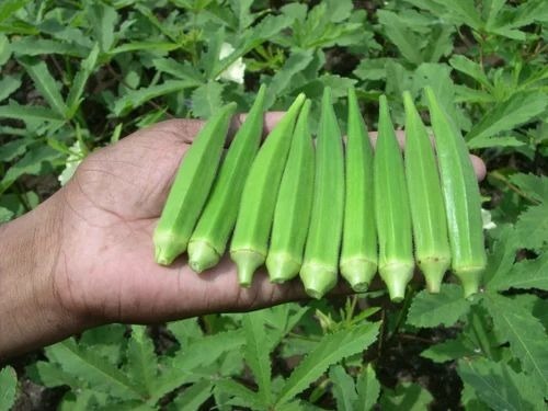 Okra Sandhya Seeds - 100% Pure Natural Vegetable Seeds, Thin Green Glossy Fruit 12-14 cm Length, Harvests in 45-50 Days