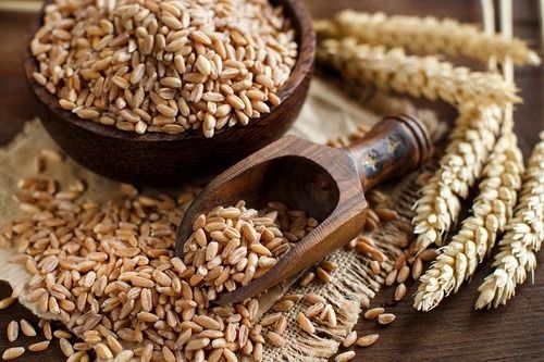 Dry Wheat Grain