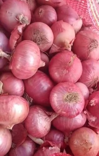 Fresh Red Onion