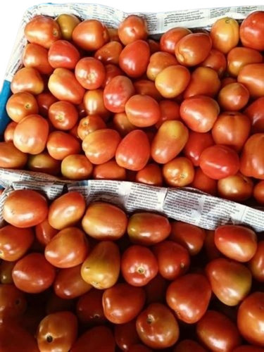 Fresh Red Tomato