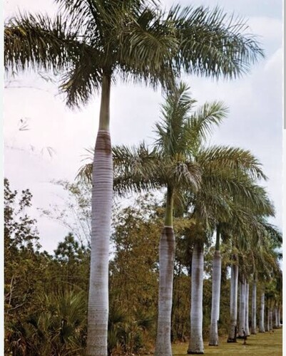 Palm Tree - Color: Green