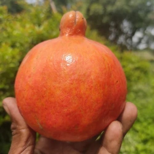 Pomegranate Fresh Fruit - A Grade, 10 Kg Carton Packaging | Red, Round Whole Fruit with Sweet Taste, Seasonal Bhagwa Variety